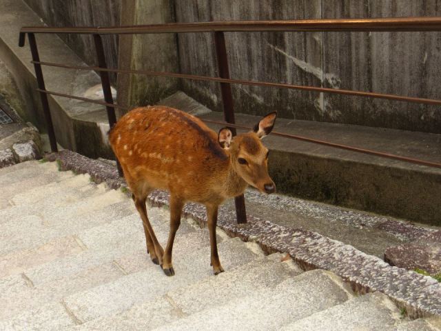miyajima_deer_stairs